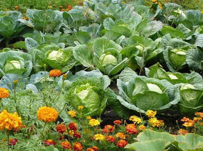 Совместимость ароматических и лекарственных трав у себя на огороде