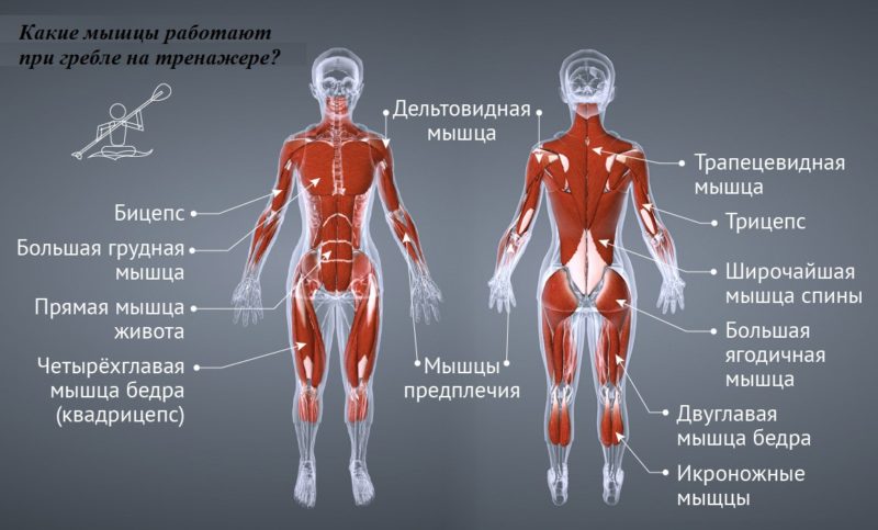 Основные задействованные мышцы при гребли на тренажере