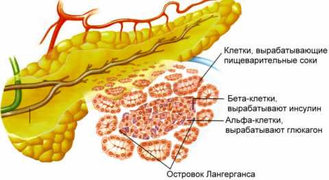 Выработка инсулина производится β-клетками поджелудочной железы.