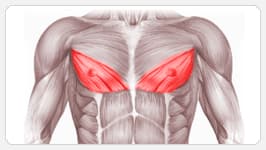 Как накачать нижнюю часть грудных мышц