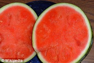 Modern watermelon (pictured). Researchers double the number of chromosomes in traditional melons by adding the chemical colchicine