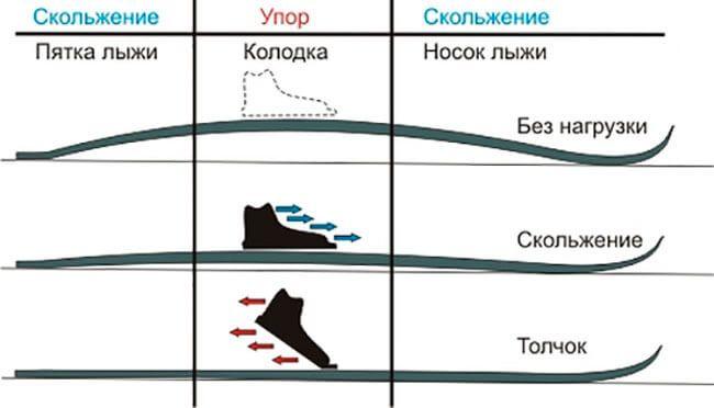 Прогиб лыжи при беге. Обратите внимание, что на стадии скольжения, лыжа в области стопы, не должна касаться снега