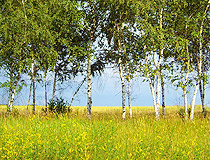 Birches in the middle of the field in the Voronezh region