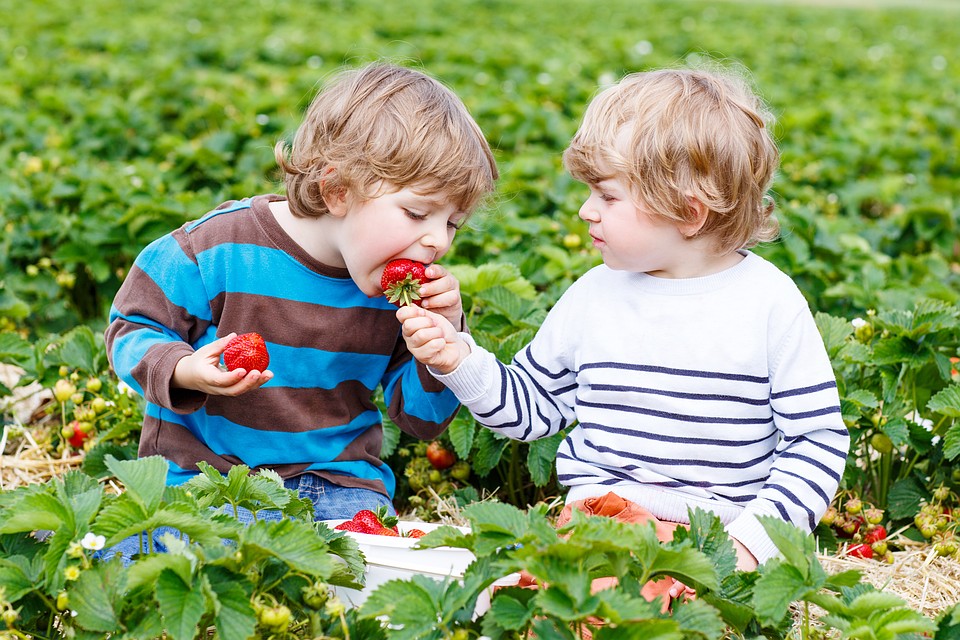 Много инозитола содержат цитрусовые, клубника, изюм. Фото: Shutterstock