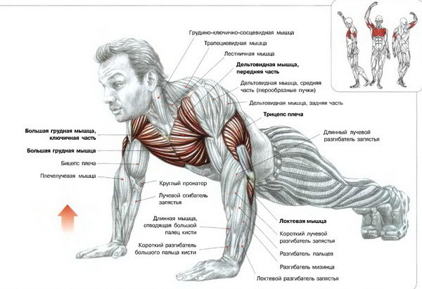 Отжимания от пола: польза и виды