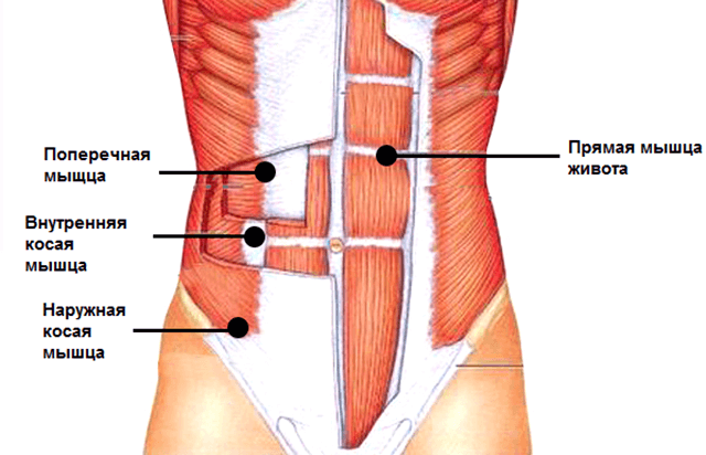 abmuscles