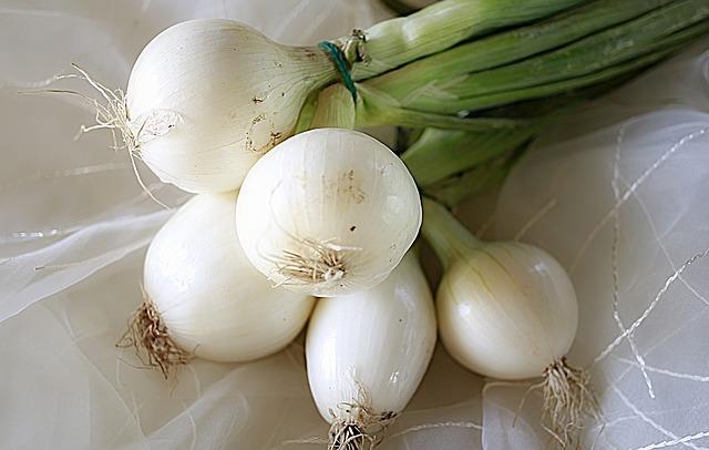 onion-1529070_640