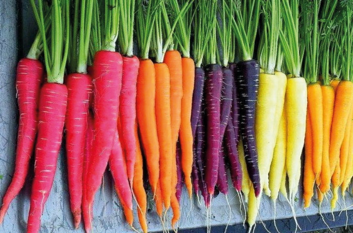 Яркие сорта моркови
