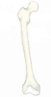 Types of bone - long