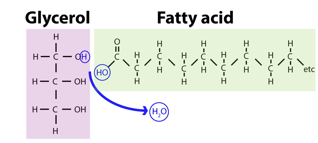 Image result for water molecule saturated fat
